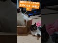 ねこのスキンシップ 保護猫 ねこ short