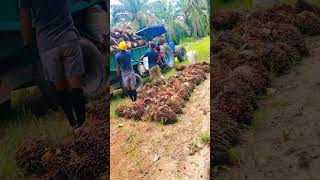 Loding sawit kalimantan