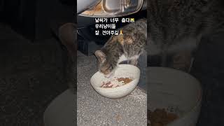 빨리 봄이 오기를 #토닥토닥 #우리동네아기고양이 #cat 🐈‍⬛🐾❤️