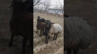 Гисар козу сатылат