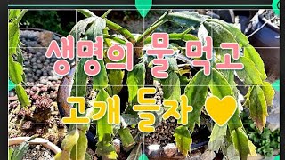 축쳐저# 회복안되는# 가제발선인장#3일만에# 이렇게변하다