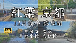 【京都 神社仏閣巡り】紅葉 12月後半 総集編【Kyoto's temples and shrines】