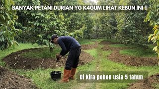 Menakjubkan !! , Kebun Durian premium usia masih 2 tahun,dikira usia 6 tahun