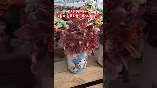 다육천하tv2월20일목요일오후6시실방❤️#다육 #flowers #plants #succulents #다육이 #다육이키우기 #多肉植物 #다육식물 #판매 #shorts