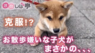 かわいい豆柴子犬✨お散歩嫌いだった子犬が…まめしば亭ブログ・vlog