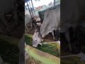 hallikar cows at handalagere kunigal taluk