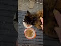 今朝も全ニャン🐈🐈🐈🐈　 ねこ 猫 さくらねこ 地域猫　 tnr 外猫ハウス 仲良し 癒し 可愛い ごはん おやつ キジトラ 麦わら猫 サビ猫 キャンドルテール cat