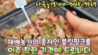 【다육풍경 010-9065-9569】 재배농가의 종자인 블링핑크를 착한가격에 데려가셔요~,  워아이니, 제이드스타변이, 부용철화등