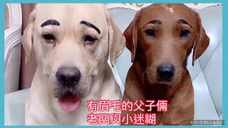 有眉毛的狗💕老四與小迷糊💕❤️♥️Labrador seven #拉布拉多 #老四