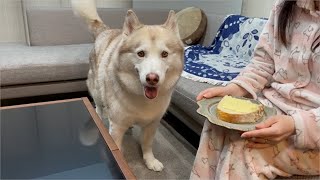 犬用のパンを食べる妻に抗議をするシベリアンハスキー