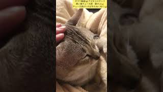 オマケ動画😸☺️ アゴネコスタッフ飼い猫チュー太郎😪