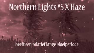 Northern Lights #5 X Haze | feiten