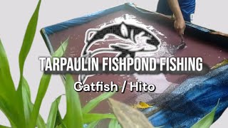 Catfish fishpond fishing | Pangingisda sa fishpond | Tarpaulin fishpond