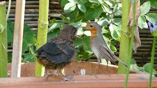 Vroege Vogels - Roodborst voert jonge merel