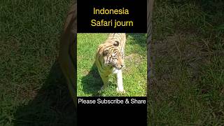 TIGER show #zoo #bali Indonesia #safari journey #animals