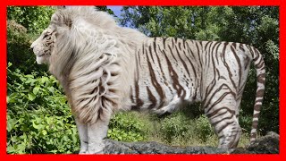 10 Most Bizarre Hybrid Animals That Actually Exist!