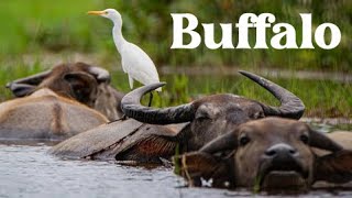 Buffalo Tales: Majestic Encounters with the Mighty Beasts