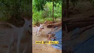 පොල් මුඩ්ඩ part-2 #doglover #labrado #pets #lovely #srilanka#ballo#puppy