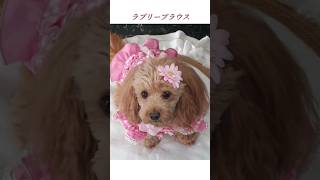 ハンドメイド犬服♡可愛いがいっぱい!!犬のブラウス #shorts  #犬動画 #dog #ミックス犬 #犬服