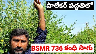 BSMR 736 కంధి సాగు|Orgonic Farming|BSMR 736 Red Gram Cultivatio In Telugu|Natural Farming.