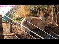 ウサギの外遊び動画【動物ファミリーの家】