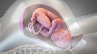 Child Birth , Normal delivery Animated Video ｡⁠◕⁠‿⁠◕⁠｡