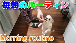 チワワ犬の朝のルーティン（モーニング・ルーティン）。Morning routine by chihuahua dog.