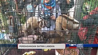 NET. JATIM - PETUGAS BKSDA AMANKAN PERDAGANGAN  SATWA LANGKA