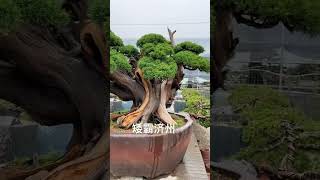 百年 #真柏 老桩1 #bonsaitree #tree #bonsailovers #juniper #shimpaku