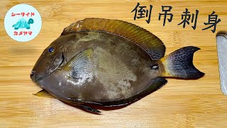 倒吊生魚片料理 番茄海鮮湯 布氏刺尾鯛/番茄海鮮湯/生魚片