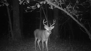 big 8 point whitetail buck deer stands up on two legs walks not deer