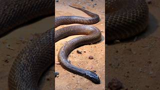 #shorts ഏറ്റവും വിഷമുള്ള പാമ്പ് ! Inland Taipan