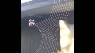 The Art of Spider Web Building | The Video Doctor