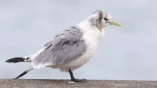 ♪鳥くん野鳥動画（千葉県銚子市）ミツユビカモメAD負傷個体近距離20190306JO6A9933