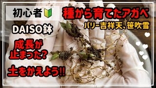 【多肉植物】アガベ実生から1年の植え替え！多肉を増やす夏！