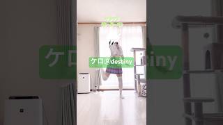 歌詞一部抜けてた(すいません) #ケロ9destiny #めらみぽっぷ #東方project #touhouproject #踊ってみた #dance