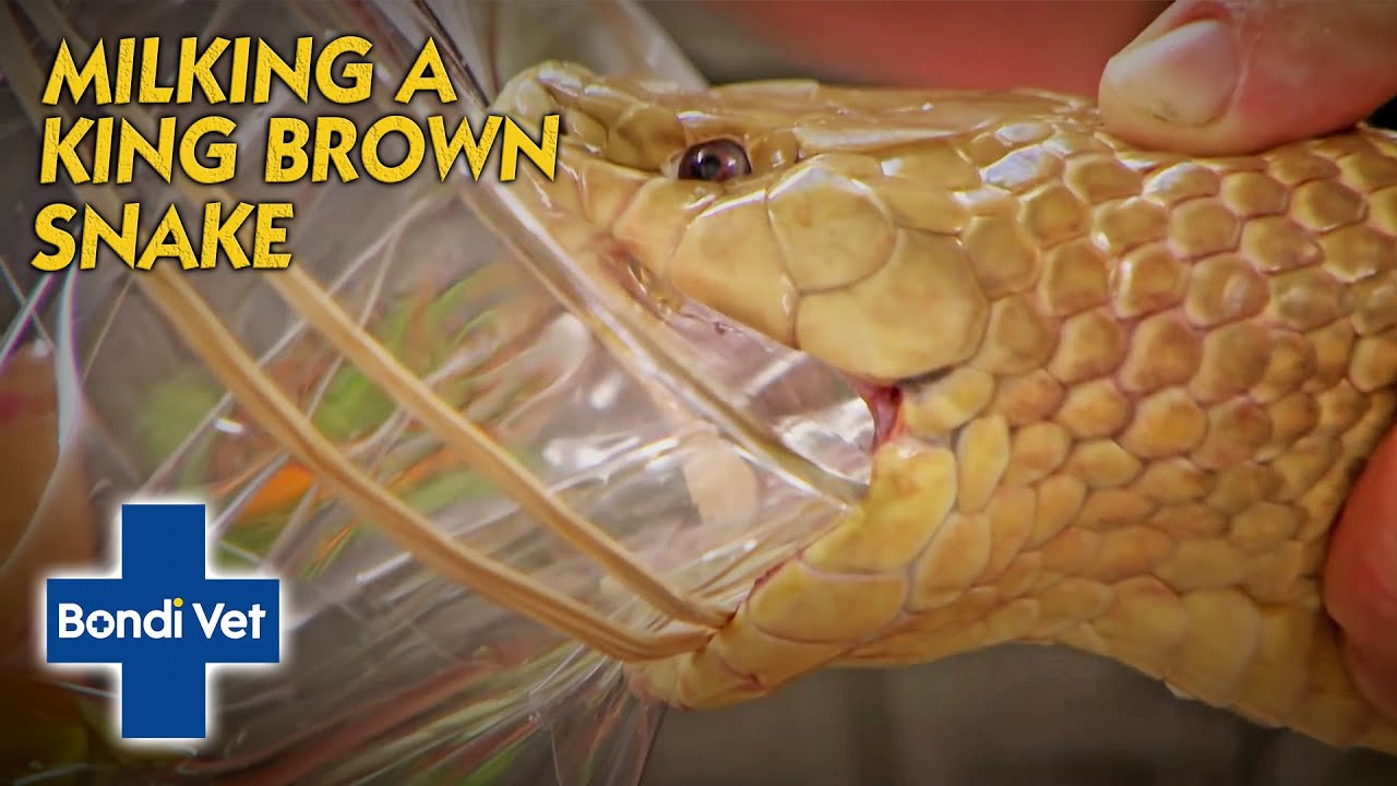 King Brown Snake Bites And Injects Himself With Venom! | Bondi Vet ...