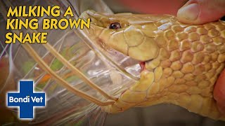 King Brown Snake Bites And Injects Himself With Venom! | Bondi Vet