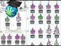 Cannabis Breeding Basics - Advanced Topic