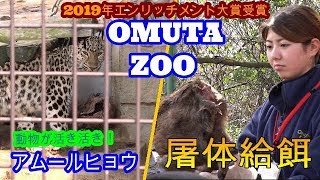 大牟田動物園企画 『アムールヒョウに野生イノシシをプレゼント』