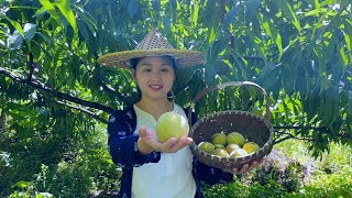 The peaches are about to ripen, pick a few to taste, they are very fresh and crisp