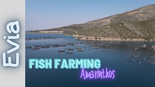 Fish farming/Evia island/Amarinthos/4k/Εύβοια/Αμάρυνθος/Ιχθυοτροφεία