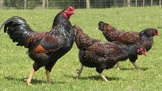 Cornish Chickens | Stocky Compact Hardy