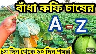 🥦পাতা কফি/বাঁধা কফি চাষ পদ্বতি।cabbage  cultivation 2025