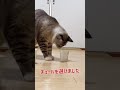 マタタビとチュール、猫はどっちを選ぶの？