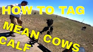 How to tag a mean cows calf