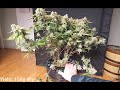 Timelapse of Gelato Auto from Fastbuds - 158 grams dry