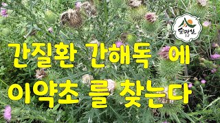 엉겅퀴  간해독  간염  간질환 고혈압  약초 산림 임업 약용식물 농업  귀농 귀촌 산야초 야생화