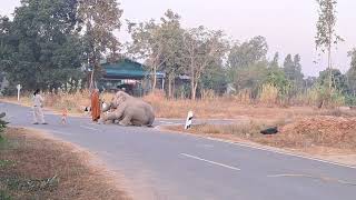 ครอบครัวพังอุ้มบุญ ใส่บาตรยามเช้า  #ใส่บาตร #เที่ยวไทย #animals