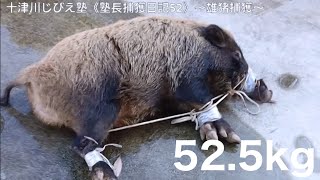 十津川じびえ塾「塾長捕獲日記52」～雄猪捕獲～